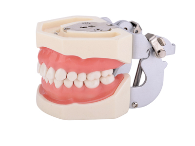 HST-A14標準牙模型