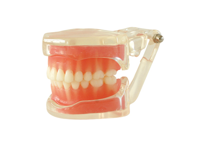 HST-A15 全口可拆標準模型