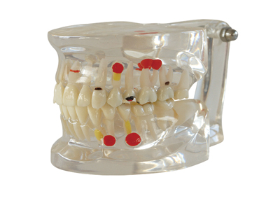 HST-C3 Pathology Model with Half can be removable