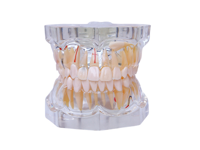 HST-C16-01 2.5倍透明病理模型復色