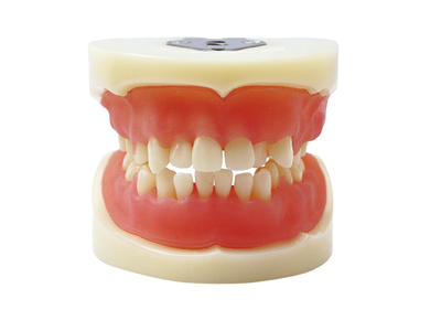 HST-E15醫師認證拔牙模型