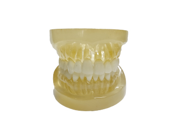 HST-A12可拔標準牙模型