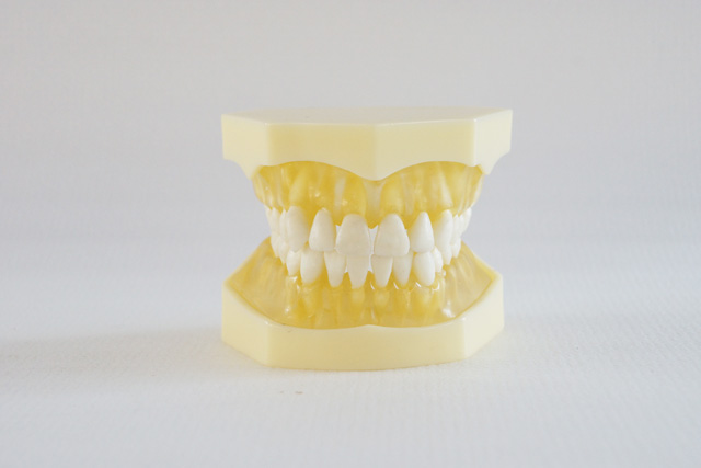HST-A13可拔標準牙模型