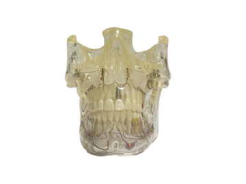 HST-C13透明病理模型（帶神經線）